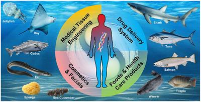 Marine-Derived Collagen as Biomaterials for Human Health